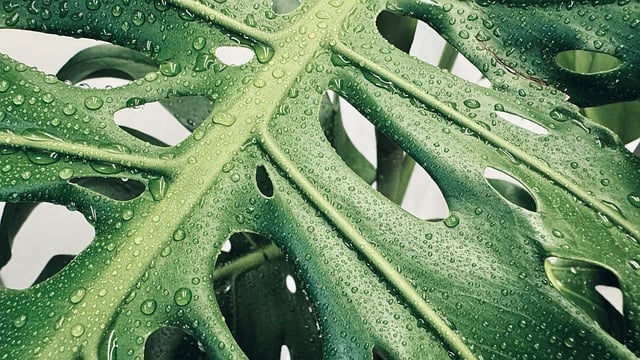 FOGLIO DI CALCOLO PER I FONDI DEL SALARIO ACCESSORIO E IL SUPERAMENTO DEL LIMITE ANNO 2016 DEL COMPARTO FUNZIONI LOCALI, AGGIORNATO AI SENSI DELL'ART. 14 C. 1-BIS DEL DL 25/2025 - STRUMENTI DI LAVORO