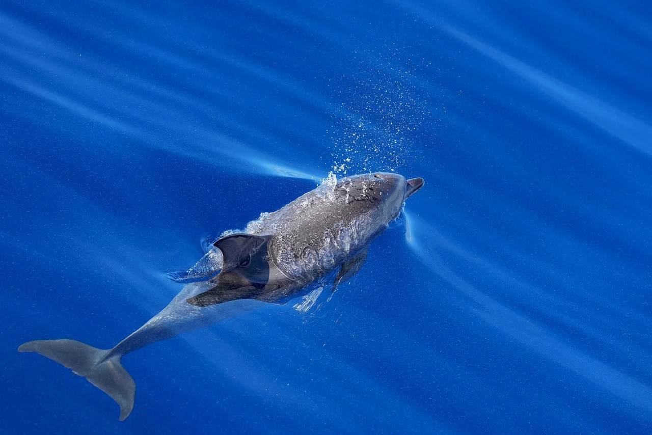 Richiesta di parere concernente gli obblighi di comunicazione dei dati ex art. 14, comma 1, lettera f) del d.lgs. n. 33/2013 concernenti i titolari di incarichi dirigenziali - ANAC Parere n. 3839/2025